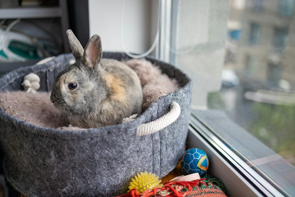 Cute grey rabbit on windowsill enjoying at home