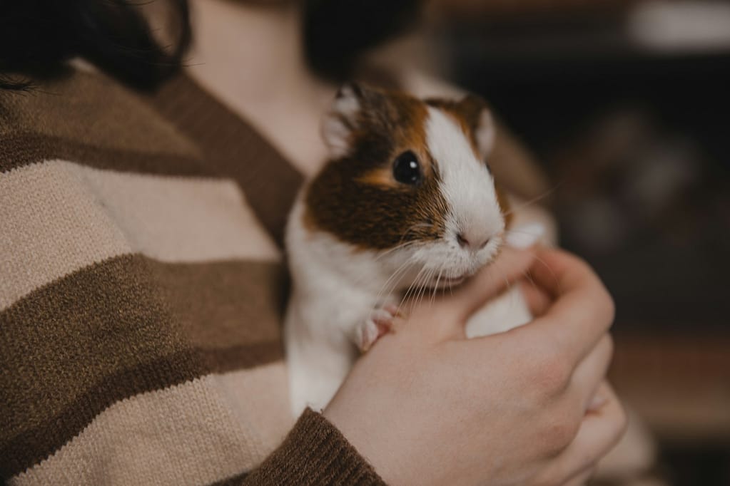 Cute guinea pig in the girl's arms, child and animal concept