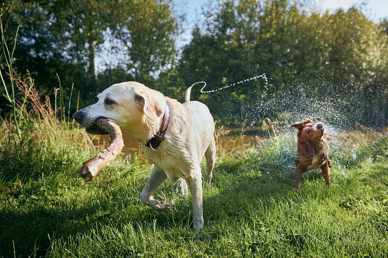 Two dogs playing with stick on riverside